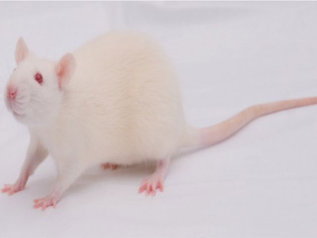 封闭群大小鼠—大鼠Sprague da wley Rats(SD)