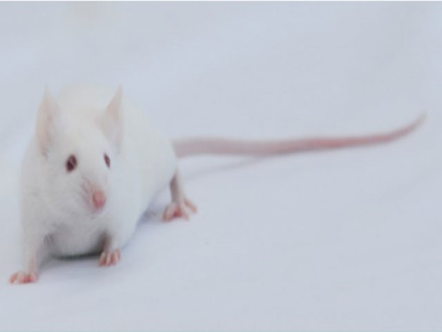 封闭群大小鼠—ICR Mice