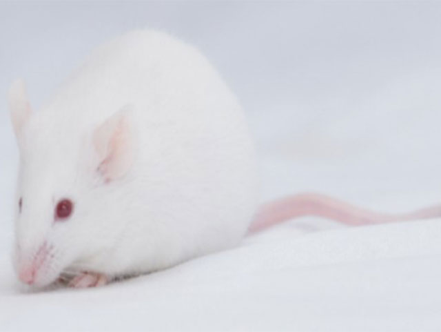 封闭群大小鼠—KM Mice