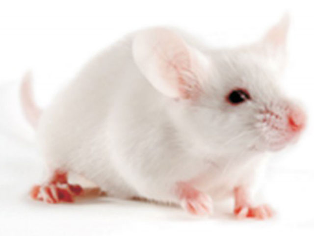 疾病动物模型鼠—NOD/LtJ Mice