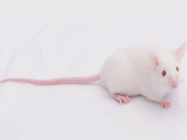 疾病动物模型鼠—SAMP8 Mice