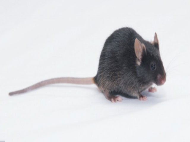 基因工程鼠—PrP-hApp/hPS1 Mice(PAP)