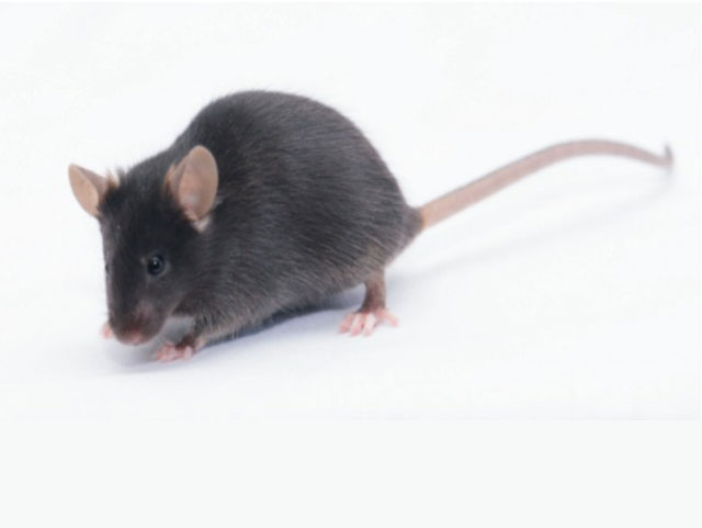 基因工程鼠—ApoE knock-out Mice(ApoE)